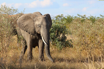 Afrikanischer Elefant / African elephant / Loxodonta africana