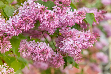 Fototapeta na wymiar Beautiful blooming branch of lilac, spring, natural background.