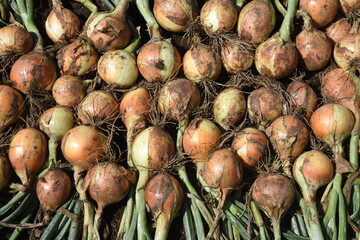Kitchen garden work. Harvesting onions.