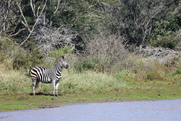 Steppenzebra / Burchell's zebra / Equus burchellii