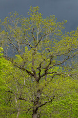 Blooming maple tree Acer platanoides on a dramatic thundercloud background