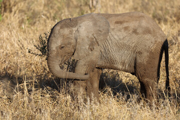 Fototapeta premium Afrikanischer Elefant / African elephant / Loxodonta africana...
