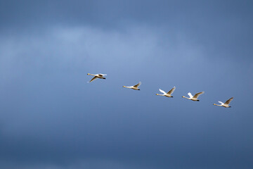Five large white birds, Whooper Swans (Cygnus Cygnus) in flight against dark blue sky