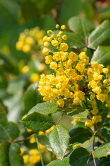 Yellow flowers of the Oregon grape, Mahonia aquifolium blooming during spring