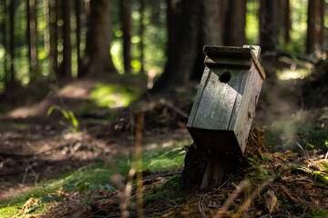 birdhouse on a broken tree in the forest