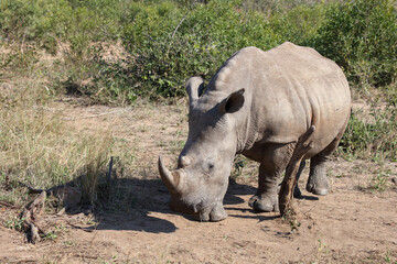 Fototapeta premium Breitmaulnashorn / Square-lipped rhinoceros / Ceratotherium Simum