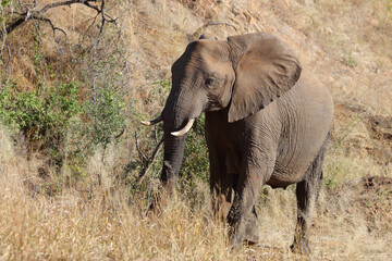 Obraz premium Afrikanischer Elefant / African elephant / Loxodonta africana