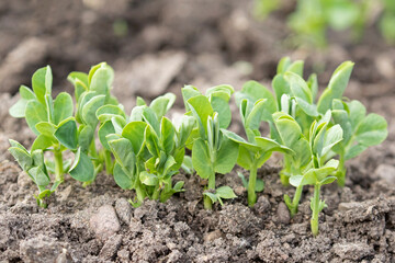 Fresh green sprouts of the pea (Pisum sativum) growing in soil