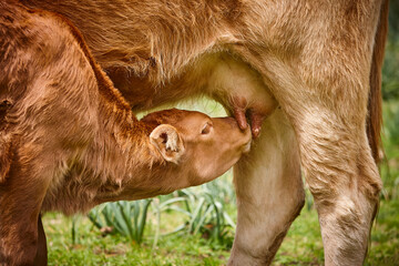 Unweaned calf suckling from his mother. Bovine cattle © h368k742
