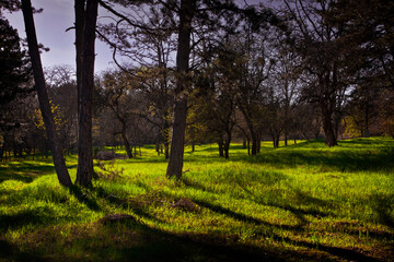 Fototapeta premium incredibly beautiful sunset in the trees