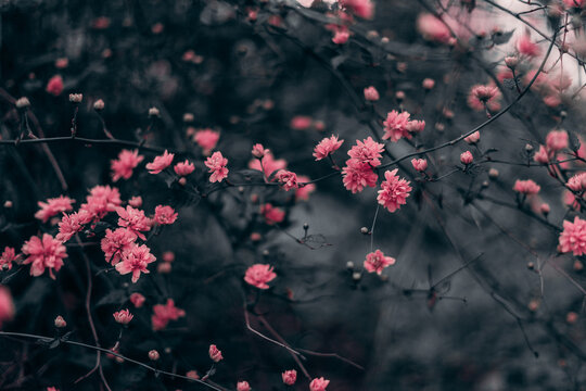 pink flowers on dark background