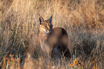 A caracal hunting in long grass in the Madikwe Reserve, South Africa