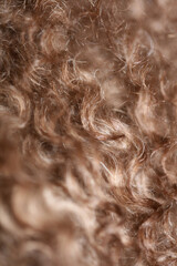 Dog brown curly hairs close up lagotto romagnolo abstract background modern high quality big size print