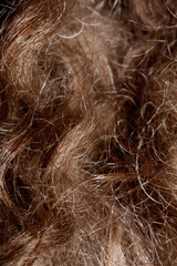 Dog brown curly hairs close up lagotto romagnolo abstract background modern high quality big size print