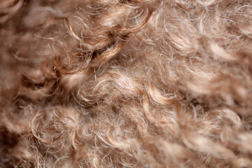 Dog brown curly hairs close up lagotto romagnolo abstract background modern high quality big size print