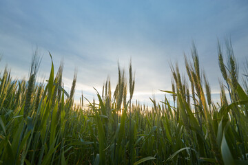 Fototapeta na wymiar photo wheat green close, photo in nature wheat on the background of the sunset