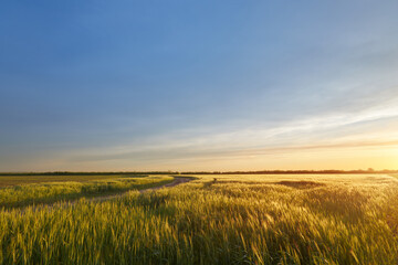 Fototapeta na wymiar sunset on the field, agriculture rural landscape fields of ukraine