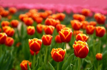 Obraz premium Ukraine. Kiev region. Dobropark. May 2021 Many beautiful colorful tulips with leaves. Photo with fresh spring flowers for any festive decoration