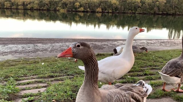 Geese on the bank of the Negro river in Patagones, Argentine Patagonia.
