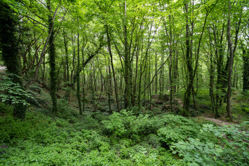 Fototapeta na wymiar Fern on a background of a green forest. Bright green forest landscape.