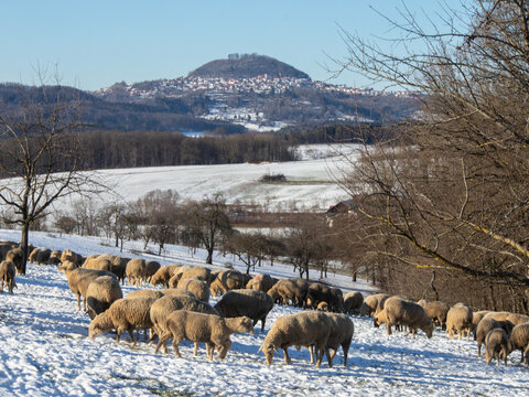 Schafe vor Hohenstaufen