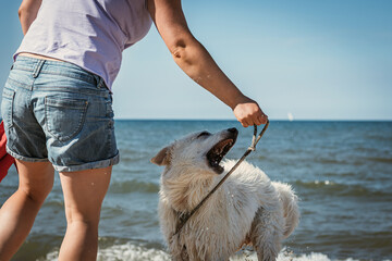 disobedient puppy dog white shepherd bites a hand background sea