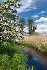 Natural marshland in Spring. Fresh grass and hawthorn bush in bloom by a stream, rivulet of running water. Outskirts of North Berlin in Germany.