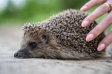 Woman stroking a hedgehog close-up. A beautiful female hand touches a prickly hedgehog.