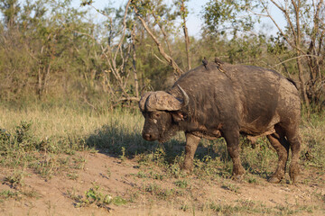 Fototapeta premium Kaffernbüffel und Rotschnabel-Madenhacker / African buffalo and Red-billed oxpecker / Syncerus caffer et Buphagus erythrorhynchus..
