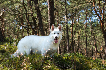 Naklejka na ściany i meble white shepherd in sea forest in sunny day, background trees, pine forest and moss