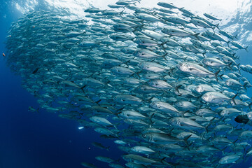 A school of Bigeye trevally
