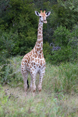 Giraffe / Giraffe / Giraffa camelopardalis.