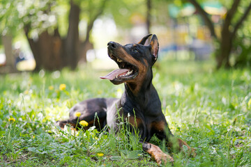 Happy dog of Doberman Pinscher breed lies in green grass. The dog is basking in the warm sun.