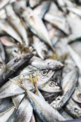 A bunch of fresh fish on ice on a fish market