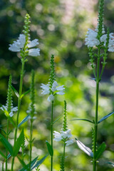 Physostegia virginiana alba white flowering plant, beautiful obedience false dragonhead ornamental flowering plants