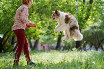 Border collie jumping in summer. Border Collie plays with the owner. Woman with a happy dog among the grass
