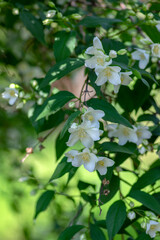 Philadelphus coronarius sweet mock-orange white flowers in bloom on shrub branches, flowering English dogwood ornamental plant