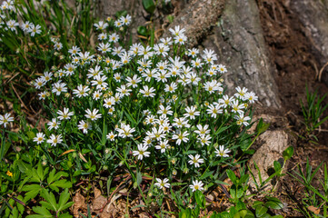 Rabalera Stellaria holostea greater stitchwort perennial flowers in bloom, group of white flowering plants on green background