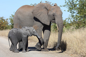 Fototapeta na wymiar Afrikanischer Elefant / African elephant / Loxodonta africana...
