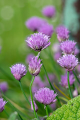Allium schoenoprasum chives pink violet flowering plant, herbaceous perennial kitchen edible ingredient in bloom