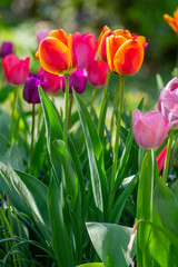 Amazing garden field with tulips of various bright rainbow color petals, beautiful bouquet of colors in sunlight daylight