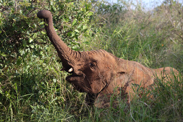 Obraz premium Afrikanischer Elefant / African elephant / Loxodonta africana..