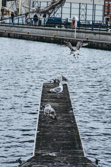 gulls in port