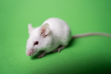 White mouse on a green background. Chromakey