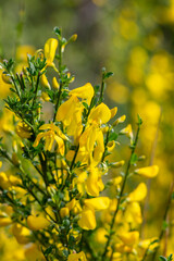 Cytisus scoparius yellow wild flowering common broom in bloom, scotch perennial leguminous flowering shrub