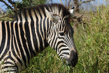 Steppenzebra / Burchell's zebra / Equus burchellii