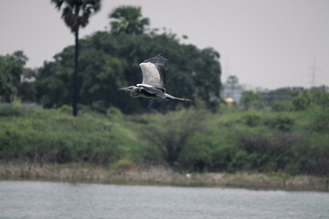 Bird flying on the river