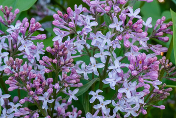 Fototapeta premium lilac flowers