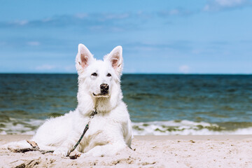young white swiss shepherd dog on the beach in sunny day