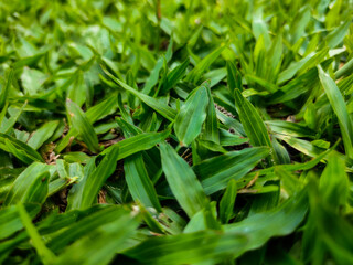 grass with dew